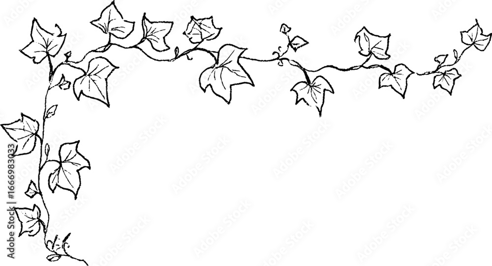Fototapeta premium Hand drawn ivy vine corner design for creative projects or decor