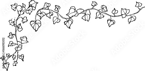 Hand drawn ivy vine curl doodle corner design for creative projects