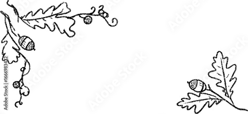 Hand drawn oak leaf with acorns and curling branches in corner design