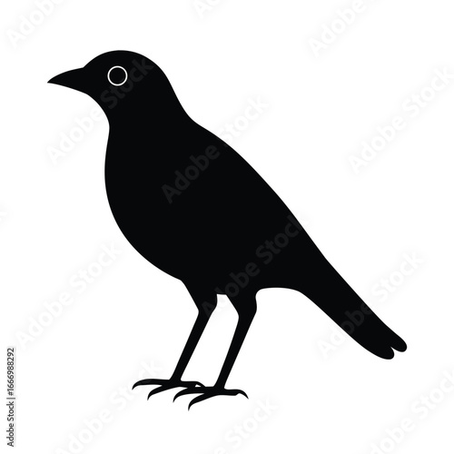 mynah, bird, tropical, avian, songbird, exotic, blackbird, wild, beak, feathers, jungle, flying, perching, wildlife