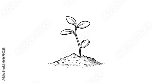 A single green seedling emerging from the soil with two small leaves reaching towards the sunlight representing the start of new growth and development in nature