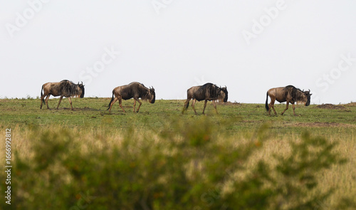 Wallpaper Mural Gnou à queue noire, Connochaetes taurinus, Réserve de  Masai Mara, Kenya Torontodigital.ca