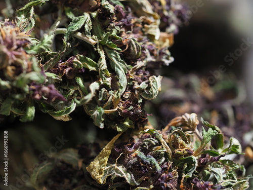 cannabis sativa medical plant marijuana