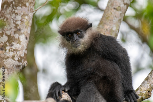 Photography This close-up photograph features a Purple-faced Langur monkey perched on a tree branch