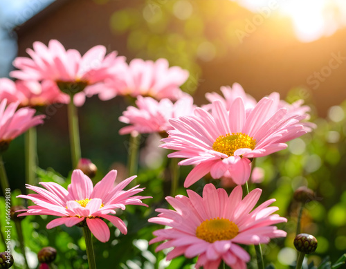 Beautiful pink daisy flowers in natural sunlight garden floral close up
