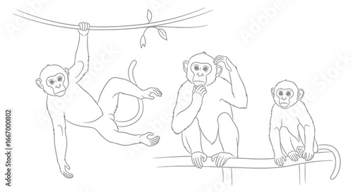 Playful monkeys swing and ponder in a natural forest setting, capturing jungle adventure and wild life.