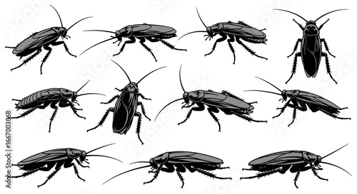 Discover detailed cockroach illustrations in various poses, perfect for pest control or educational content.