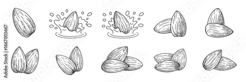 Ten Hand-Drawn Almond Illustrations: Single Almonds, Pairs, and Triplets, with Almond Milk Splash Illustrations