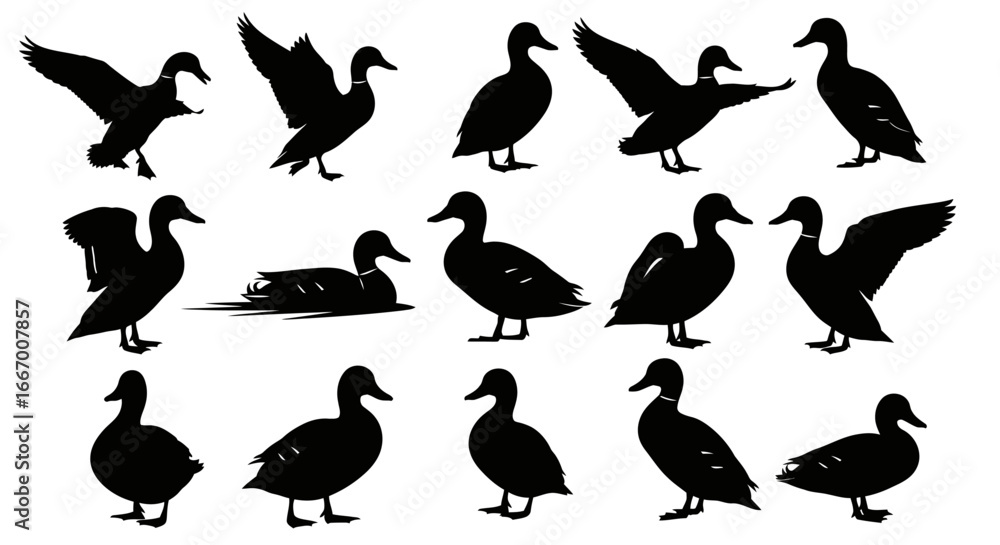 Fototapeta premium Diverse duck silhouettes capture various poses including flying, standing, and swimming for natural designs