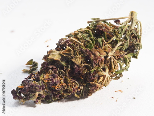 cannabis sativa medical plant marijuana