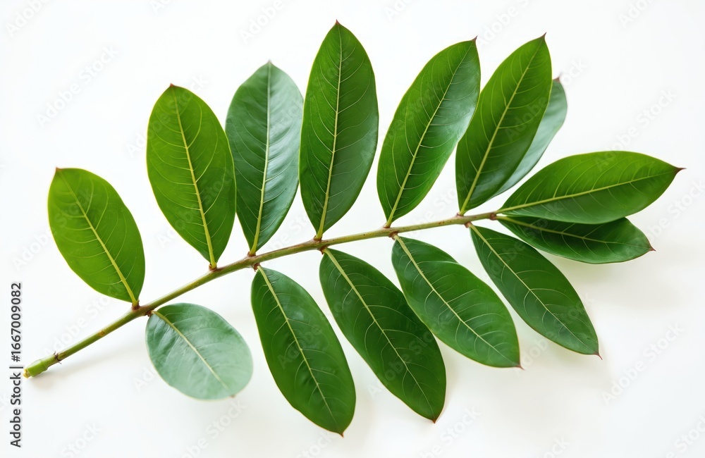 Fototapeta premium Schefflera arboricola branch shows vibrant green leaves with clear veins against clean white background. Studio shot highlights plant natural pattern, fresh foliage. Macro photography focuses on