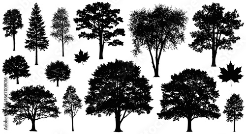 Collection of diverse deciduous and coniferous tree silhouettes, including maple leaves, perfect for design