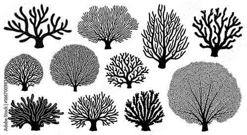 Fotografie Collection of diverse black silhouette coral reef branches and sea fan shapes on