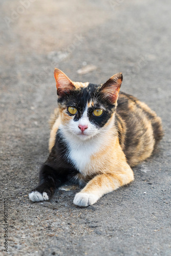 Tabby and white cat in Thailand