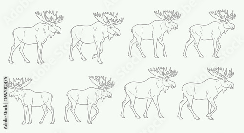 Majestic moose with large antlers captured in various poses, perfect for wildlife designs
