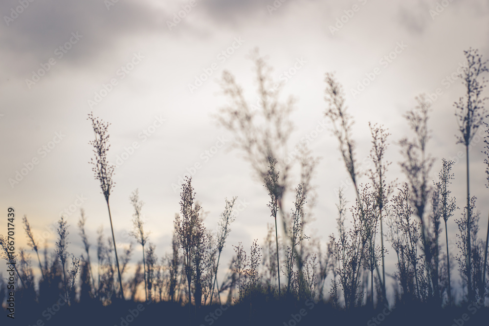 Obraz premium morning mist in the field
