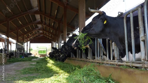 Close-up view of dairy cows grazing on fresh green hay in a modern barn setting in Darmstadt, Germany, highlighting animal husbandry practices.