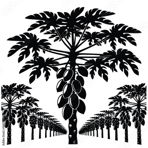 Silhouetted papaya trees with ripe fruit in a tropical plantation