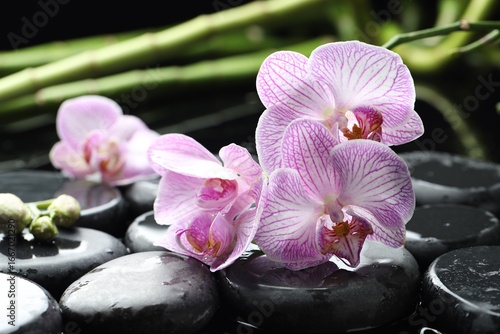 Beautiful orchid flowers with water drops, spa stones and bamboo stems on black background, closeup
