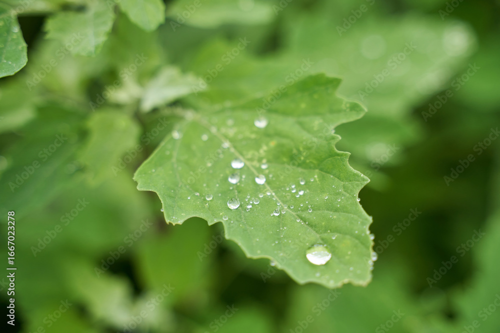 Close up of green leaf with dew drops on bright lush foliage background in nature. Close up of green leaf with dew drops on bright lush foliage background in nature.