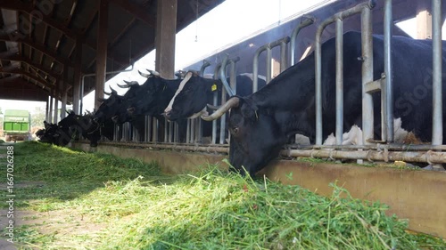 Close-up view of cows in a dairy barn, with a farm worker feeding them fresh grass, highlighting agricultural productivity in Germany.