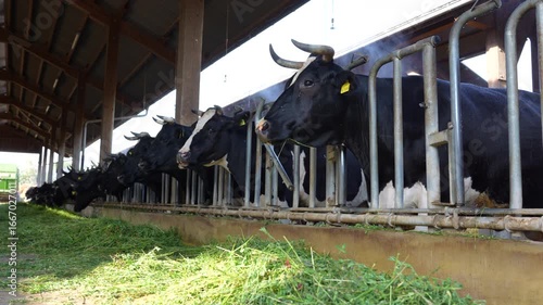 Close-up view of black and white cows feeding on fresh grass in a dairy barn, highlighting a farmer attending to livestock in Darmstadt, Germany.