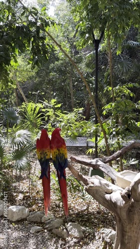 Pair of Vibrant Scarlet Macaws in Lush Tropical Habitat