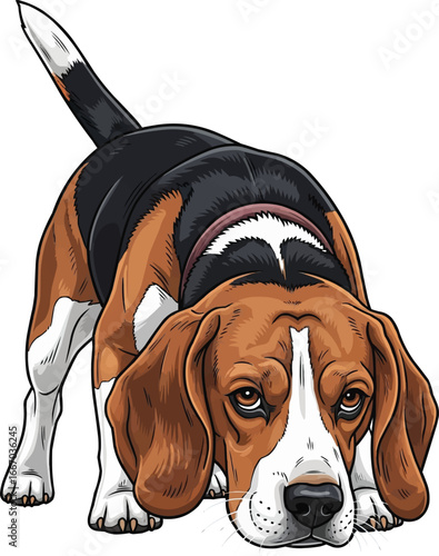 Beagle dog sniffing ground front view vector illustration