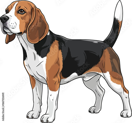 Beagle dog standing alert looking away vector illustration