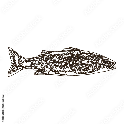 Fish sketch salmon trout. color background