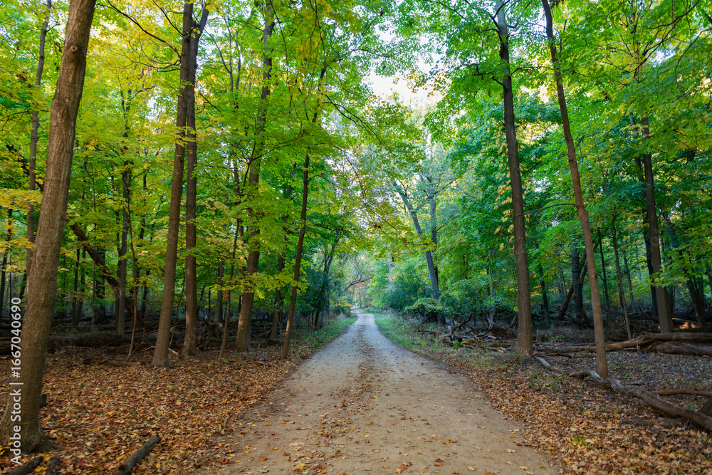 Obraz premium Autumn forest. Nature in fall season. Autumnal season in park. Seasonal leaves and tree. Natural autumn. Autumn beauty of nature. Fall season. Nature in forest. Fall leaves in park