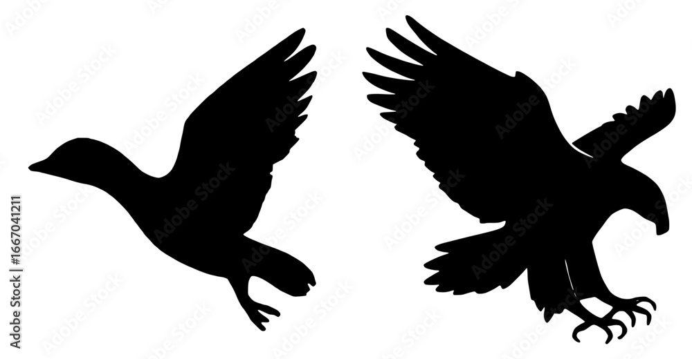 Obraz premium Silhouettes of Two Flying Birds on White Background