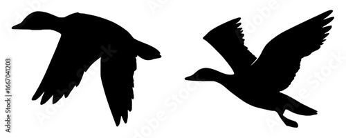 Silhouettes of Flying Birds Against White Background