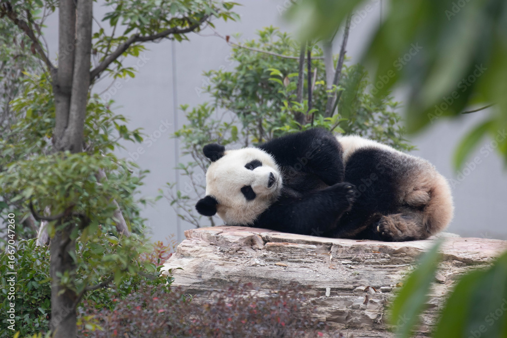 Naklejka premium Close up Sleeping Panda in China