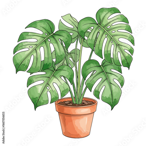 A lush, vibrant monstera plant in a terracotta pot.