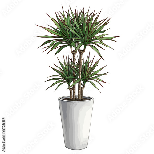 A vibrant dracaena plant, potted indoors.