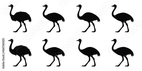 Black Silhouette of Ostriches Standing Still