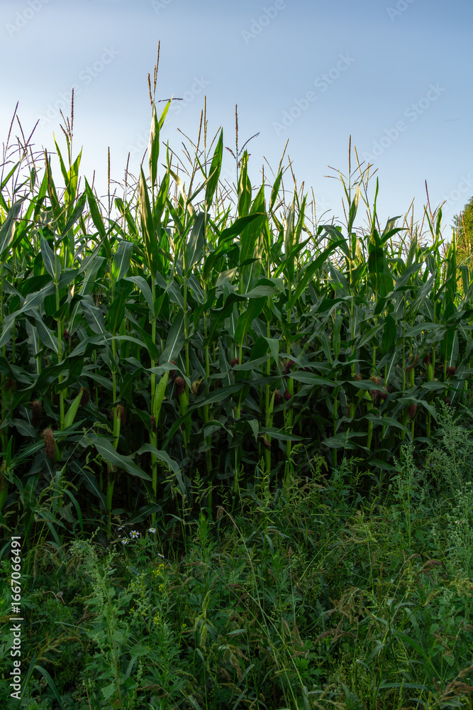 Obraz premium Lush green cornfield with tall stalks reaching towards the sky, surrounded by wild grasses and plants, showcasing the beauty of agricultural landscapes and nature's bounty