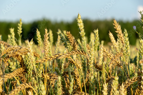 Golden wheat field swaying gently in the breeze under a clear blue sky, showcasing the beauty of nature and agricultural abundance in a serene landscape