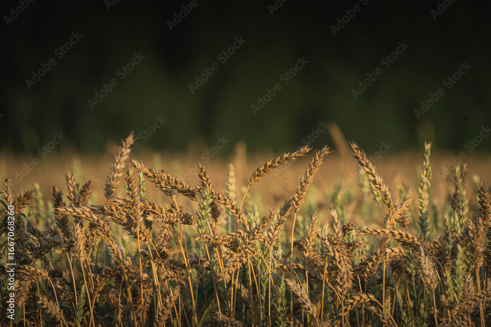 Fototapeta premium Golden wheat field swaying gently in the breeze under soft sunlight, showcasing the beauty of nature and agricultural abundance in a serene landscape