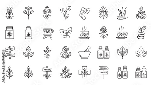 Medicinal herbs line icon set