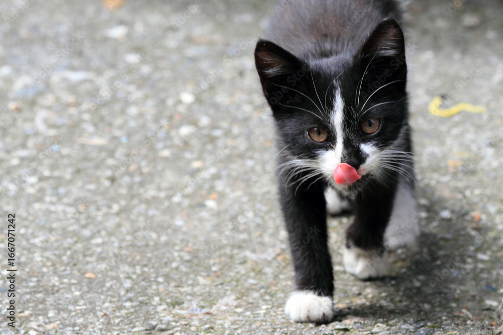 Fototapeta premium Cat