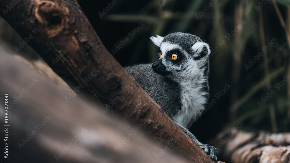 Fototapeta premium Detail of a lemur among the trunks, sharp amber eye and profile. Atmospheric wildlife scene for visuals about adventure, safari, silence of the forest and concentration.