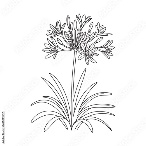 A beautiful and elegant Agapanthus, or Lily of the Nile, flower with long leaves, a floral coloring book page vector illustration