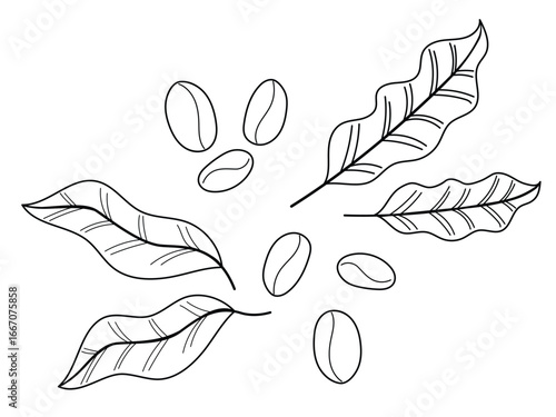 Coffee beans and leaves. Doodle vector illustration isolated on white background