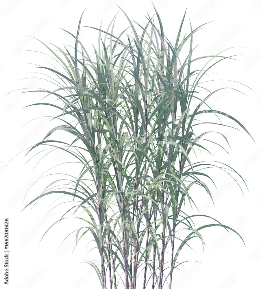 Obraz premium leaf, plant, dill, isolated, herb, branch, nature, food, white, tree, spice, fresh, ingredient, rosemary, fennel, twig, vegetable, herbal, seasoning, healthy, grass, bamboo, green, closeup, pine, flow