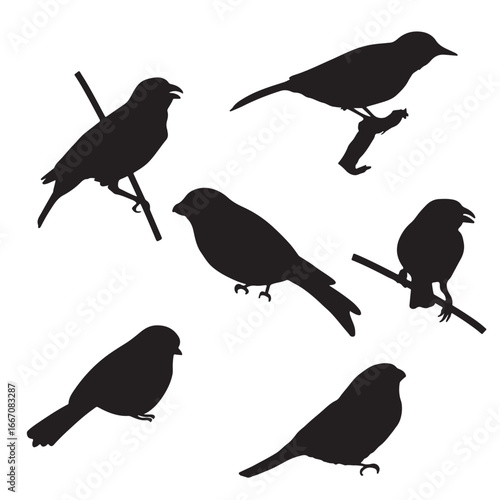 Set of silhouettes of birds silhouettes in black, isolate on a white background