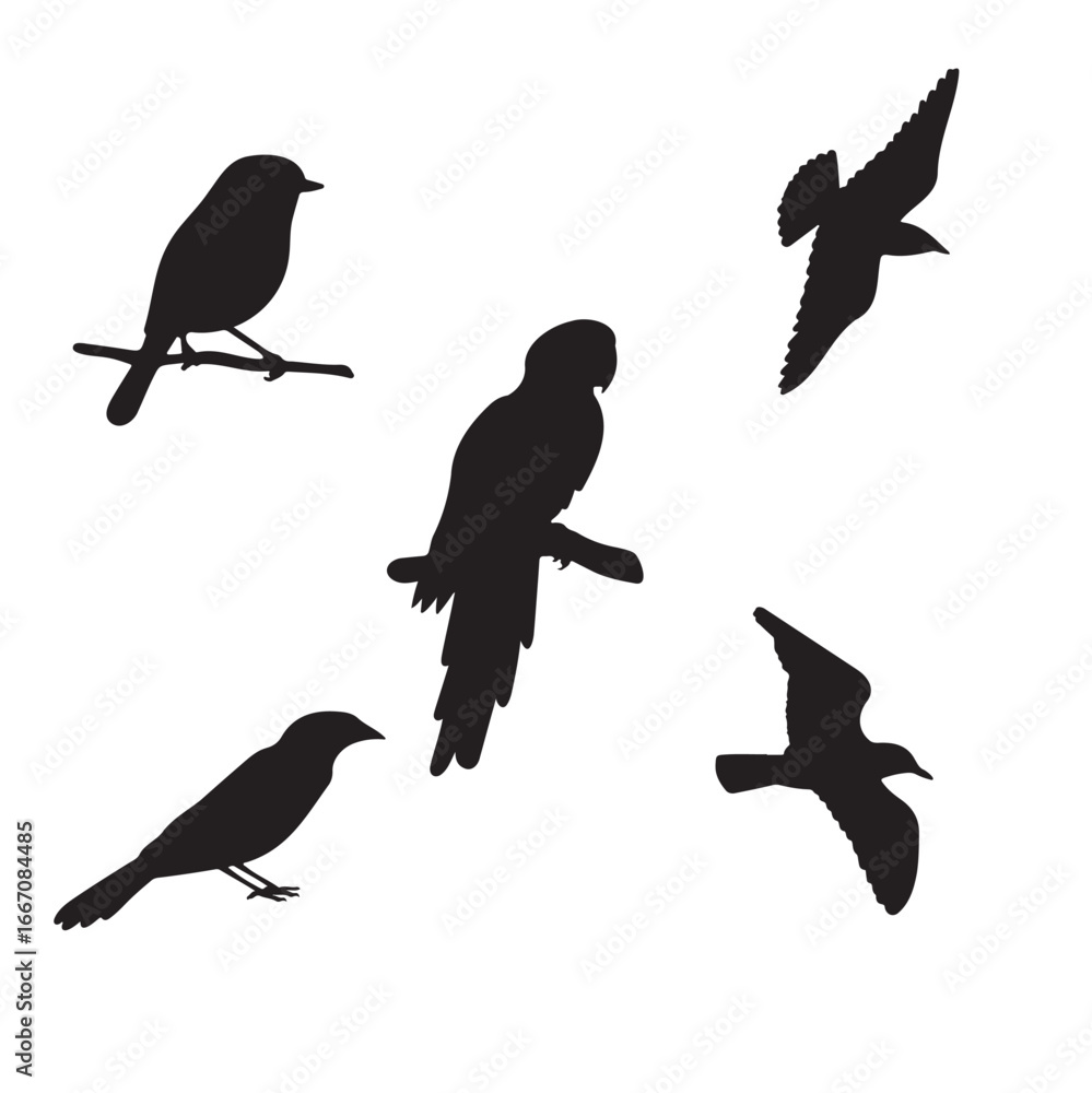 Obraz premium birds set silhouette, on white background, vector, isolated