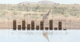 Drinking solitary giraffe bending neck at waterhole in savannah grassland, with bar chart overlay