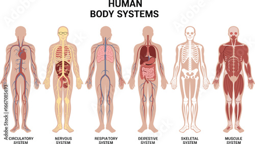 Vector Illustration of Human Body Systems Including Endocrine, Lymphatic, Urinary, Reproductive for Medical, Scientific, and Educational Reference Use